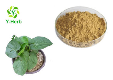 Organic Solvent Kavalactone Extract Powder Kava Kava Root Extract CAS 9000-38-8