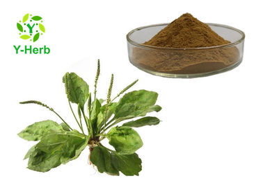 Factory Bulk Powder Improve Eyesight 10:1 30:1 Asiatic Plantain Herb Seed Extract