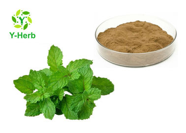 Anti Inflammatory Ingredients Mentha Arvensis Mint Powder Peppermint Leaf Extract