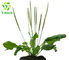 Factory Bulk Powder Improve Eyesight 10:1 30:1 Asiatic Plantain Herb Seed Extract