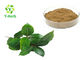 100% Natural Supplement Food Grade Bay Leaves Powder Laurus Nobilis Leaf Extract