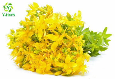 Hypericum Perforatum P.E. Hypericin 0.3% Hyperforin 3% St. John's Wort Extract Powder