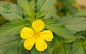 Damiana Leaf Herbal Extract Sexual Enhancement Ingredients Turnera Afrodisiaca P.E. Turnera Diffusa