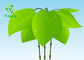 Organic Kava Root Extract Powder Sedative - Hypnotic Ingredients CAS 9000-38-8